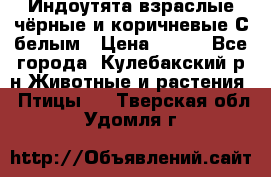 Индоутята взраслые чёрные и коричневые С белым › Цена ­ 450 - Все города, Кулебакский р-н Животные и растения » Птицы   . Тверская обл.,Удомля г.